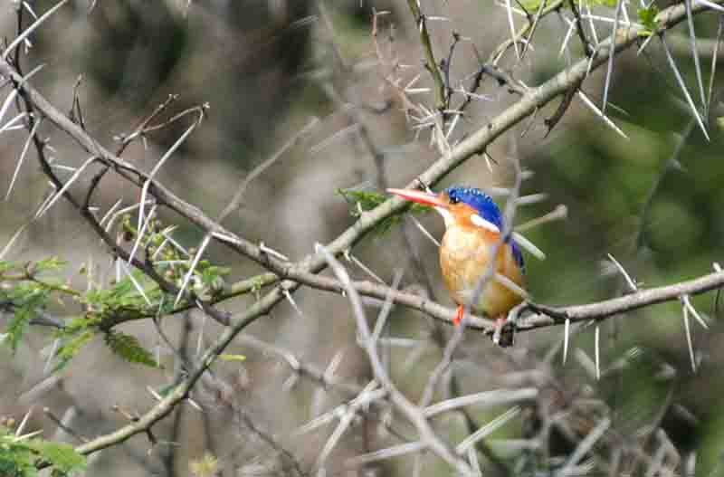 Shining Blue Kingfisher o Azul Brillante Kingfisher - parque nacional Queen Elizabeth - Uganda 2.jpg
